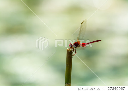 少女蜻蜓 27840967