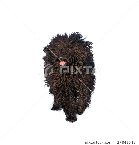Adorable hungarian dog breed, puli 27841515