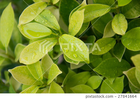 fresh leaves ficus altissima Blume tree background 27841664