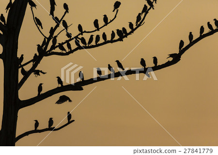 Big tree with birds silhouette sunrise red sky Big tree with birds silhouette sunrise red sky 27841779