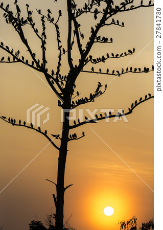Big tree with birds silhouette sunrise red sky 27841780