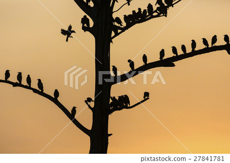 Big tree with birds silhouette sunrise red sky Big tree with birds silhouette sunrise red sky 27841781