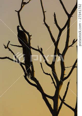 Big tree with sitting peacock silhouette sunrise 27841782