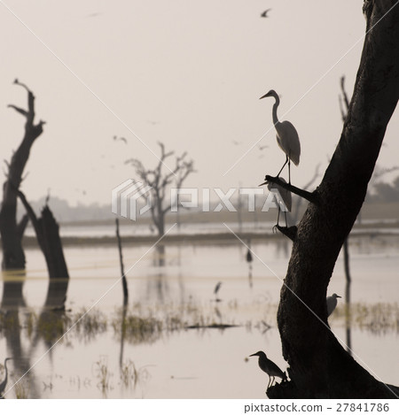 Wild landscape at morning time. Udawalawe National Wild landscape at morning time. Udawalawe National 27841786