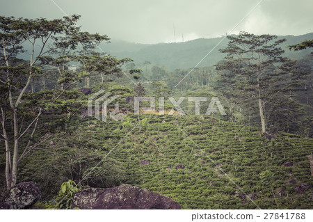 Sunlight rays pour through leaves in a rainforest 27841788