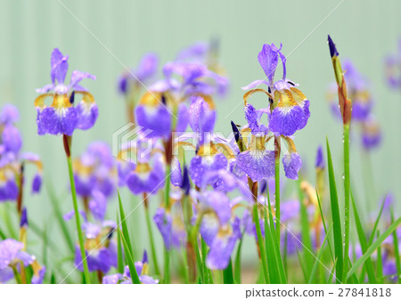 虹膜在露水中濕潤 27841818