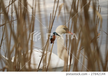 Birds in Teganuma 27842144