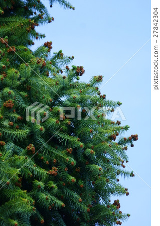 Hiroba雪松Kouyouzan花語是“雄偉的” Hiroba雪松Kouyouzan花語是“雄偉的” 27842304