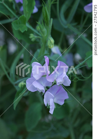 方豆Chikamukame花語是“富有同情心” 27842795