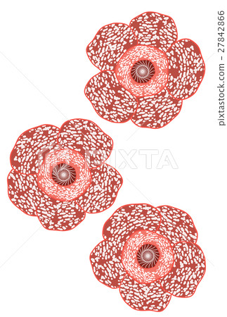 Raflesia 27842866