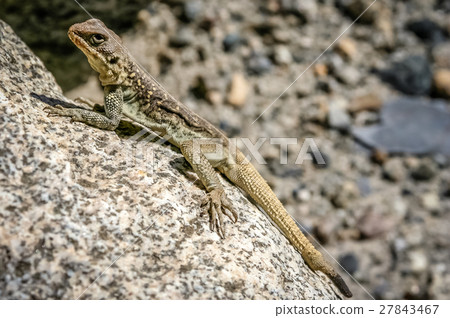 Lizard on a rock 27843467