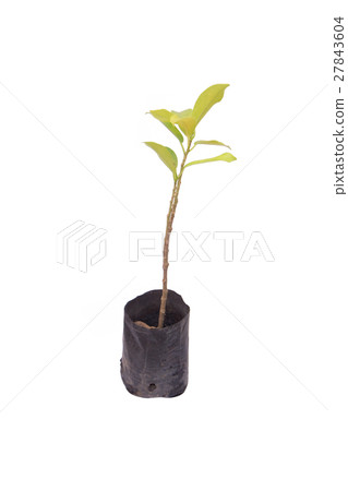 seedling ficus altissima Blume tree plant  27843604