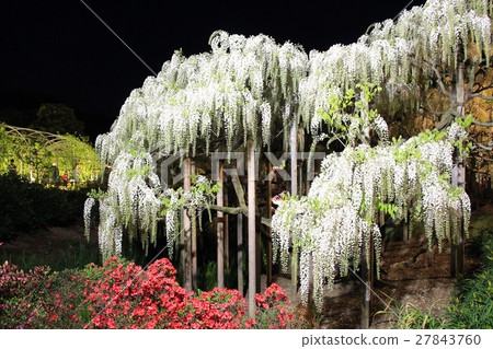 足利是一種花卉公園紫藤花 27843760