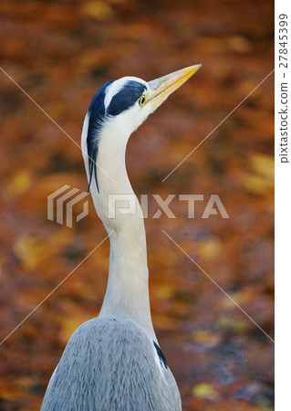 Gray heron Gray heron 27845399