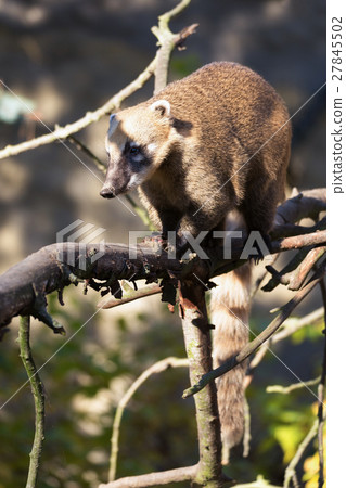 South American animal coati (Nasua nasua) 27845502