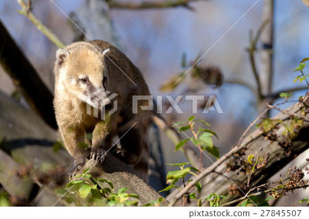 South American animal coati (Nasua nasua) South American animal coati (Nasua nasua) 27845507