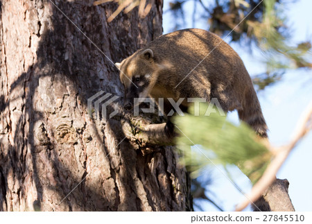 South American animal coati (Nasua nasua) South American animal coati (Nasua nasua) 27845510