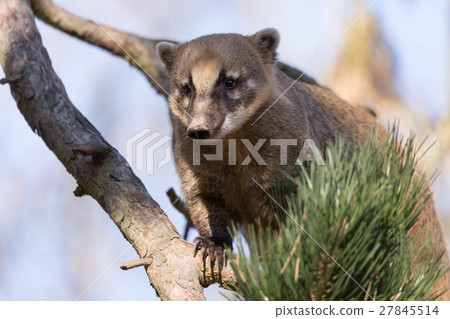 South American animal coati (Nasua nasua) South American animal coati (Nasua nasua) 27845514