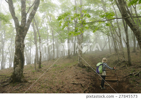 Tanzawa Nabezakayama五月夢幻般的薄霧鍋Nabe女人走在山脊上 Tanzawa Nabezakayama五月夢幻般的薄霧鍋Nabe女人走在山脊上 27845573