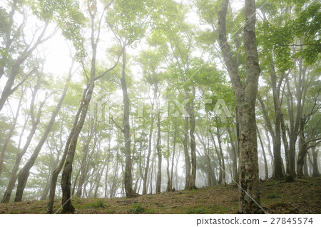 Tanzawa Nabezakayama在五月五月的夢幻迷霧中看到了匆忙 Tanzawa Nabezakayama在五月五月的夢幻迷霧中看到了匆忙 27845574