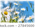 spring daisy flower field vintage 27845600