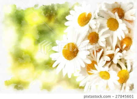 field of daisies vintage