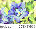 trumpet gentiana spring flower 27845603