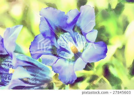 trumpet gentiana spring flower 27845603