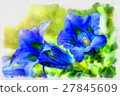 trumpet gentiana blue spring flower in garden 27845609