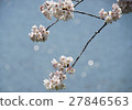 River and cherry blossoms 27846563