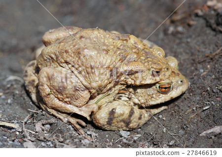 Reproduction of the frogs - mating of toads 27846619