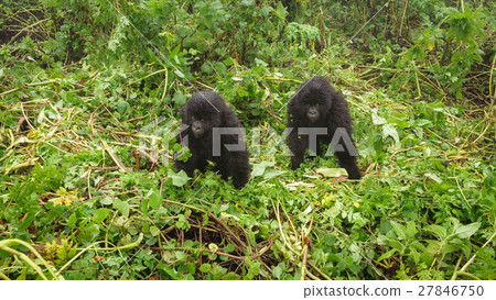 Two young gorillas playing in the forest Two young gorillas playing in the forest 27846750