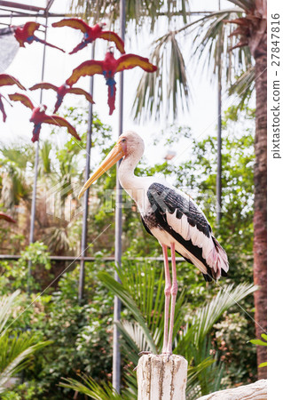 The milky stork (Mycteria cinerea). The milky stork (Mycteria cinerea). 27847816