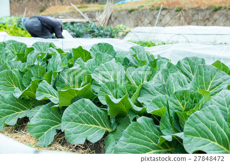 Cabbage vegetables Speaker farmhouse Agriculture TPP leafy vegetables Cabbage vegetables Speaker farmhouse Agriculture TPP leafy vegetables 27848472