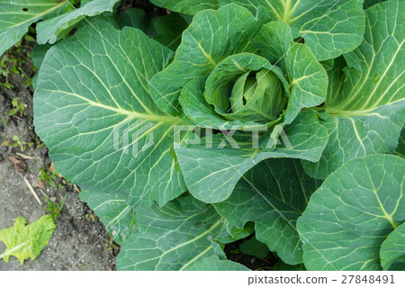 白菜蔬菜揚聲器農家農業TPP綠葉蔬菜 27848491