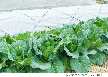 Cabbage vegetables Speaker farmhouse Agriculture TPP leafy vegetables Cabbage vegetables Speaker farmhouse Agriculture TPP leafy vegetables 27848496