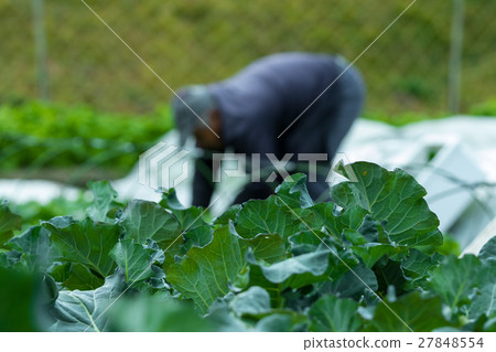 Vegetable winter in broccoli farmhouse Vegetable leaf Brassicaceae Vegetable winter in broccoli farmhouse Vegetable leaf Brassicaceae 27848554
