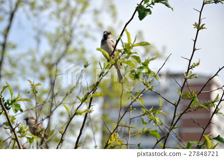 Sparrow on Branch - Symbol of Belgrade Sparrow on Branch - Symbol of Belgrade 27848721