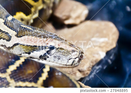 Python head in the midst of stones 27848895