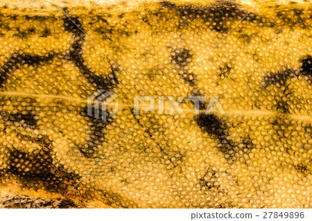 Burbot fish skin Burbot fish skin 27849896