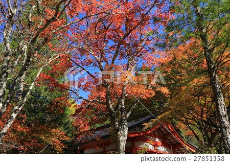 Autumn leaves of Mt. Koya 27851358