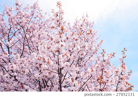 Sakura (high key) Sakura (high key) 27852131