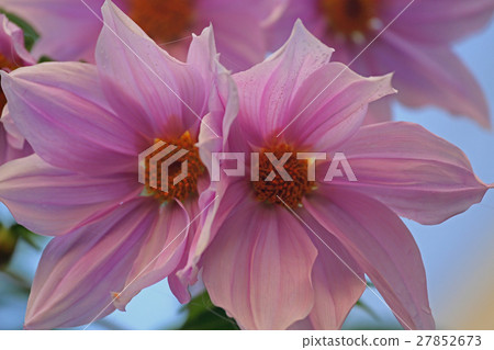 Emperor Dalia 27852673