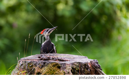 Young juvenile female Pileated woodpecker. 27852898