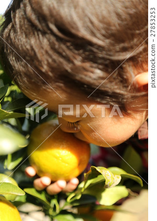 橘子用橘子 橘子用橘子 27853253