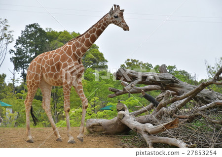 長頸鹿(全身) 長頸鹿(全身) 27853254