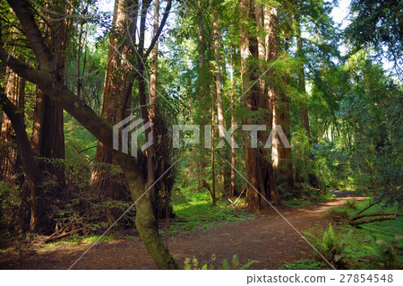 Hiking trails thru giant redwoods in Muir forest 27854548