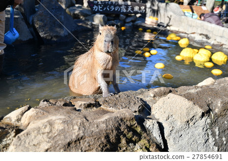 Capi Para(柚子浴) Capi Para(柚子浴) 27854691
