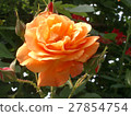 rose	 27854754