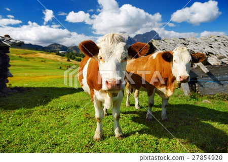 Cows in Seiser Alm, high altitude Alpine meadow 27854920